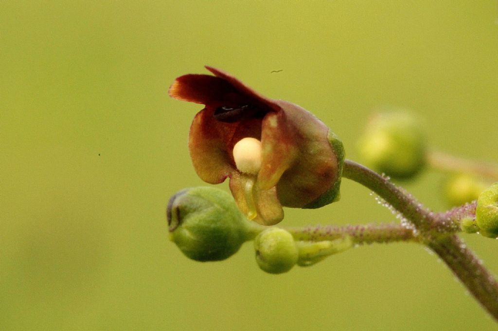 Scrophularia nodosa?